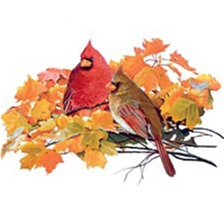 Fall Cardinals Custom Nightshirt