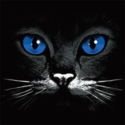 Blue Eyes Black Cat Custom Nightshirt
